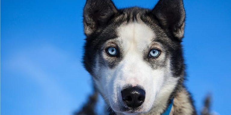 Les bases de l&rsquo;éducation canine